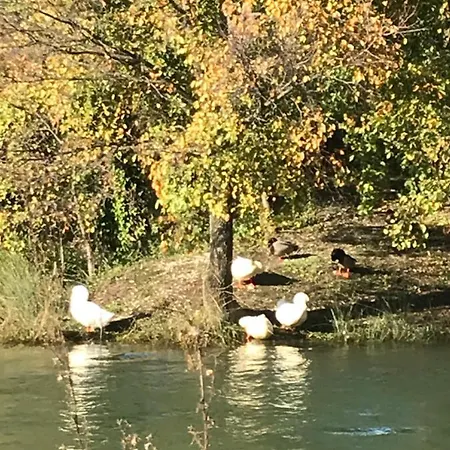 Antos Put Gaja, アパート *